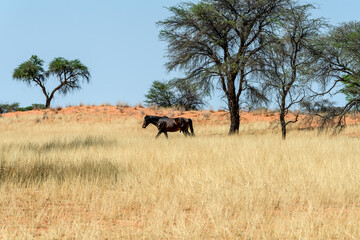 Two horses walking through dry yellow grass in an African savannah with scattered trees in a hot, arid landscape.