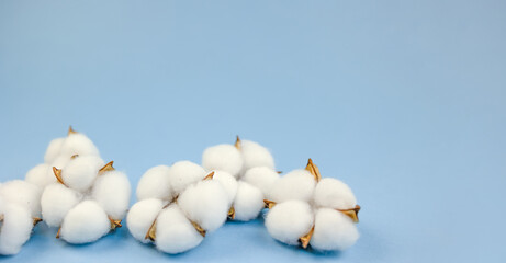 detailed image of soft cotton fibers and delicate textures on blue surface, closeup view of pure cotton bolls emphasizing fluffy texture and intricate fiber structure on tranquil blue