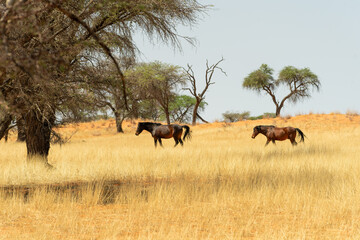 Two horses walking through dry yellow grass in an African savannah with scattered trees in a hot, arid landscape.