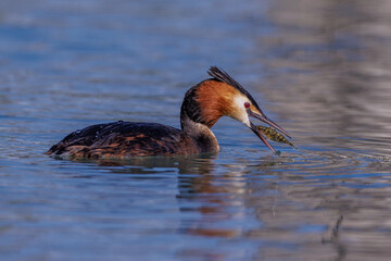 Haubentaucher (Podiceps cristatus)