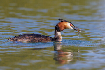 Haubentaucher (Podiceps cristatus)