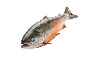 Fototapeta premium Fresh rainbow trout displayed vividly ready to cook