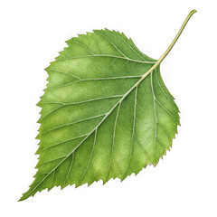 Single green birch leaf with serrated edges on black background