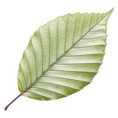 Close up of a single green leaf with intricate veins on a black background