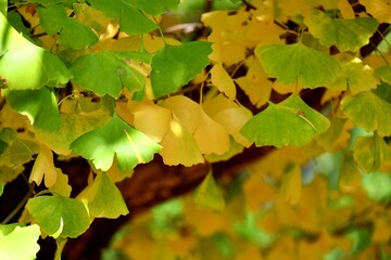 緑から黄色へ変わるイチョウ　秋の紅葉
