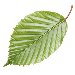 Single green leaf with serrated edges on black background