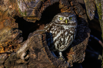 Steinkauz (Athene noctua)