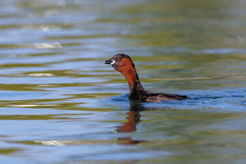 Zwergtaucher (Tachybaptus ruficollis)