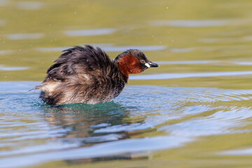 Zwergtaucher (Tachybaptus ruficollis)