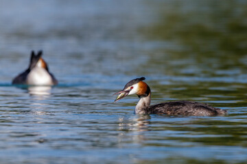 Haubentaucher (Podiceps cristatus)