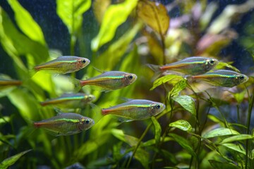 Iridescent fish gracefully swimming among lush green aquatic plants in clear water.