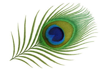 Obraz premium Peacock feather isolated on transparent background showing striking eye-spot pattern and vibrant iridescent colors