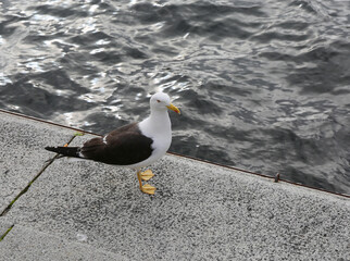 Curious Lonely Seagull standing by the Water in Stockholm, Sweden