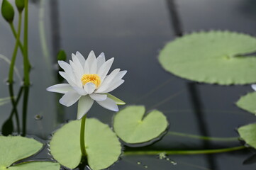 White Water Lily Floating on Dark Water, 暗い水面に浮かぶ白いスイレンの花