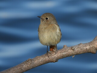 Female Daurian Redstart Perched by the Water, 水辺の枝にとまるジョウビタキのメス