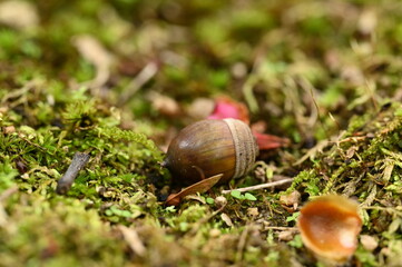 Acorn Resting on a Bed of Green Moss, 緑の苔の上に落ちた一粒のどんぐり