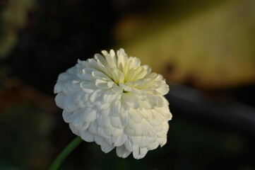 White Zinnia Flower in Soft Sunlight, 柔らかな日差しを浴びる白い百日草