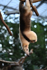 Southern Tamandua Hanging Upside Down from a Branch, 枝から逆さまにぶら下がるミナミコアリクイ