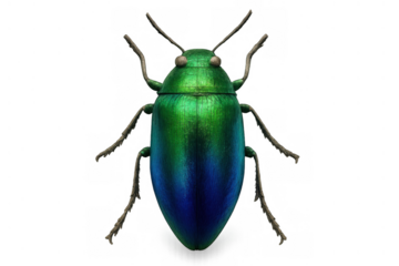 Jewel beetle with vibrant green and blue iridescent exoskeleton catching light, cut out on transparent background
