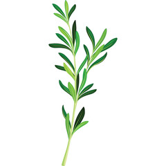 Fototapeta premium A Single Green Herb Stem With Small Leaves Against A White Background Isolated Detailed Botanical Illustration