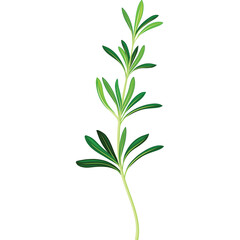A Single Green Rosemary Sprig with Delicate Leaves and a Thin Stem Isolated on a White Background with Realistic Detail and Vibrant Natural Green Hues
