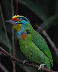 Colorburst Perch II: Tropical Plumage in Shadow