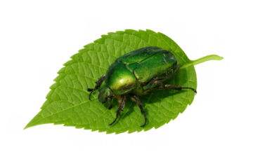 Green rose chafer beetle, cetonia aurata, resting on a fresh leaf, isolated with transparent background