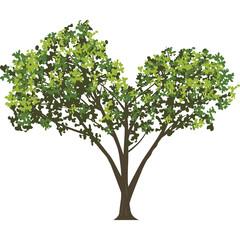 Fototapeta premium A stylized illustration of a deciduous tree with lush green leaves and a brown trunk against a transparent background featuring a heart-shaped canopy symbolizing nature and love