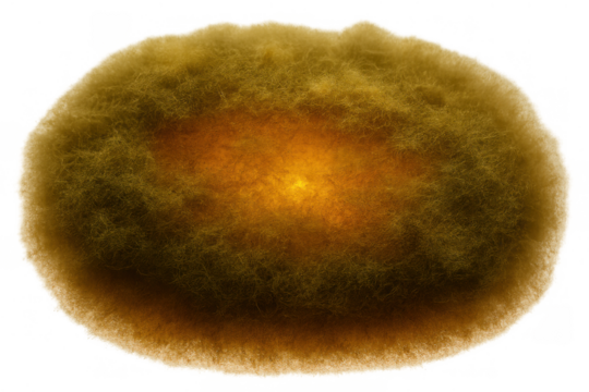 Growing mold or fungus colony on nutrient agar creating a scientific microbiology experiment concept