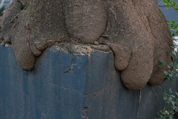 Tree Roots Breaking Through Concrete Structure