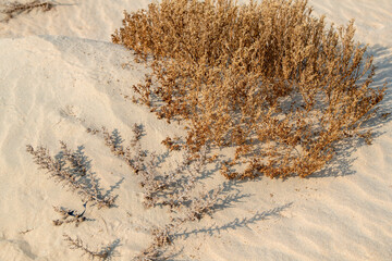Doha, Qatar - October 30, 2025: Close-up of green desert plants growing in dry sand under warm sunlight. Halophyte plant of Qatar Desert