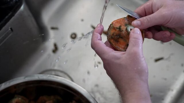 Person washing and cleaning freshly picked saffron milk cap mushrooms, also known as red mushrooms, under running water. Wild forest mushrooms, organic and eco-friendly natural food.

