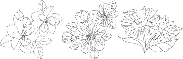 Line drawing of apple, sunflower and magnolia flower on white background. Line drawing. Set of three flowers made with line drawing. © olhatszrv