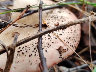 A mushroom among the branches in the forest. Мacro photography.