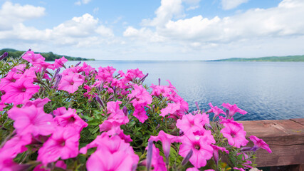 Close up of beautiful pink surfinia petunia flowers against a blurred background of a beautiful lake on a sunny day
