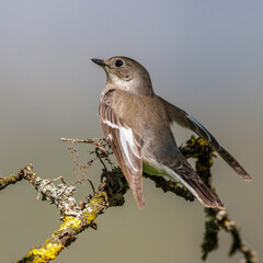 Halsbandschnäpper (Ficedula albicollis) Weibchen