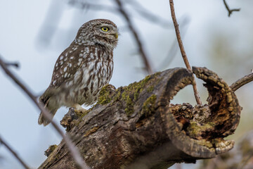 Steinkauz (Athene noctua)
