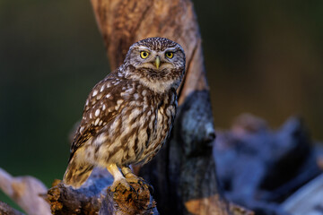Steinkauz (Athene noctua)