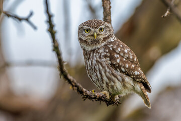 Steinkauz (Athene noctua)