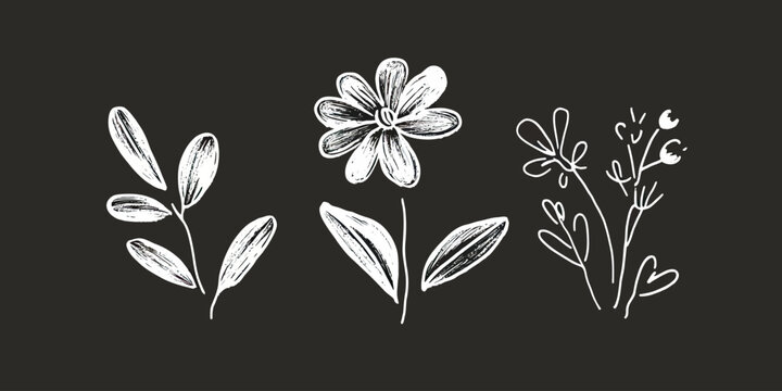 Hand drawn white floral sketches with leaves and flowers in chalk style on black background simple botanical illustration minimal vector design art