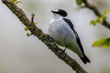 Halsbandschnäpper (Ficedula albicollis) Männchen