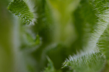 Green leaves of thistle style with thorns in detail macro abstraction