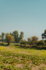 Idyllic rural landscape image with field of crops and trees under a clear blue sky in the countryside