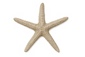 Starfish creating summer, beach, and ocean concepts in a natural marine animal isolated on transparent background
