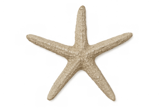 Starfish creating summer, beach, and ocean concepts in a natural marine animal isolated on transparent background