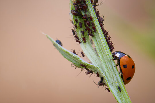 Ladybug beetle Coccinella septempunctata looking for aphid prey