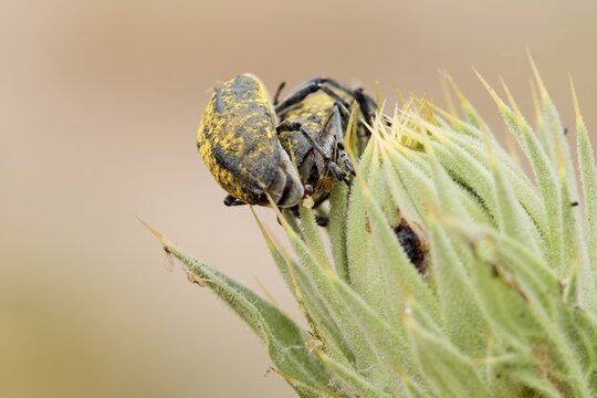 Couple of beetles larinus planus on central European meadow flower