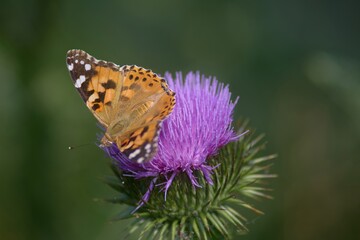 Nice individual of painted lady butterfly feeding on thistle blossom