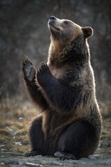 Fototapeta premium Grizzly bear sitting upright, paws raised, looking upwards