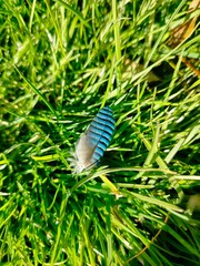 Blue jay feathers lying on grass. Vibrant blue tones, natural texture, wildlife detail.